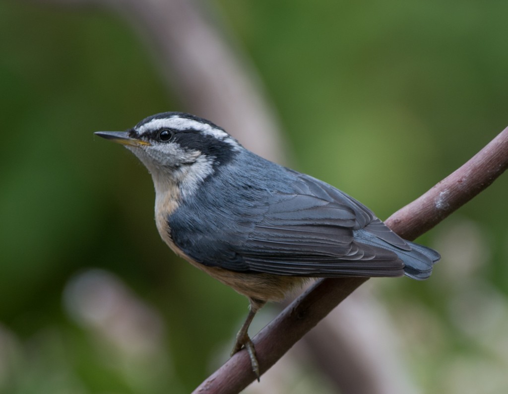 20130731-Nuthatch, Red-breasted   20130731 002_