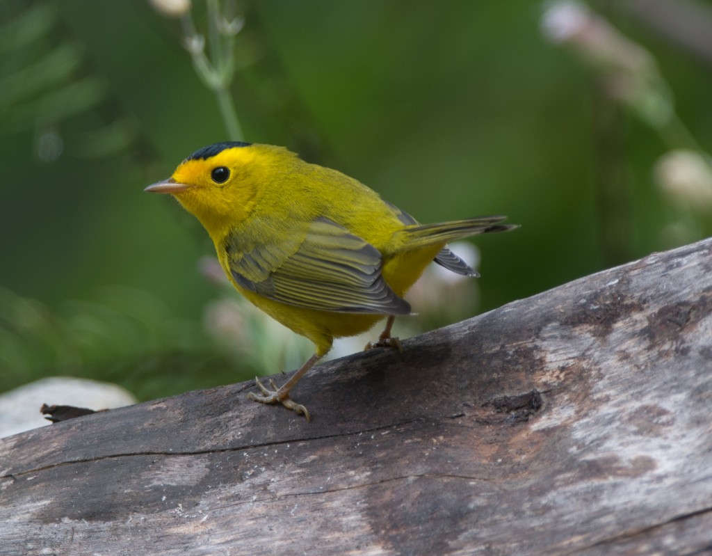 20130731-Warbler, Wilson's   20130731 003_