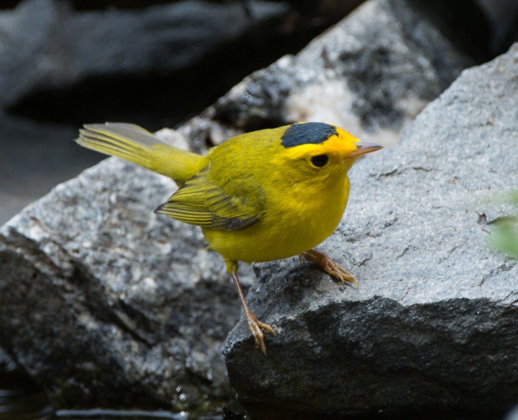 20130731-Warbler, Wilson's   20130731 008_