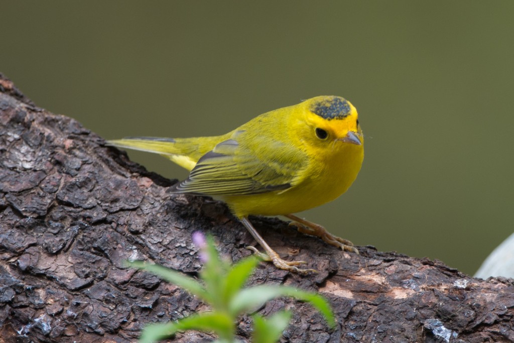 20130731-Warbler, Wilson's   20130731 019_