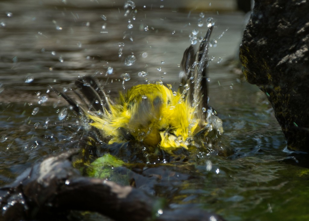 20130731-Warbler, Wilson's   20130731 028_