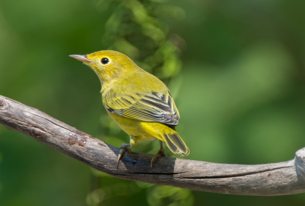 20130731-Warbler, Yellow   20130731 002_