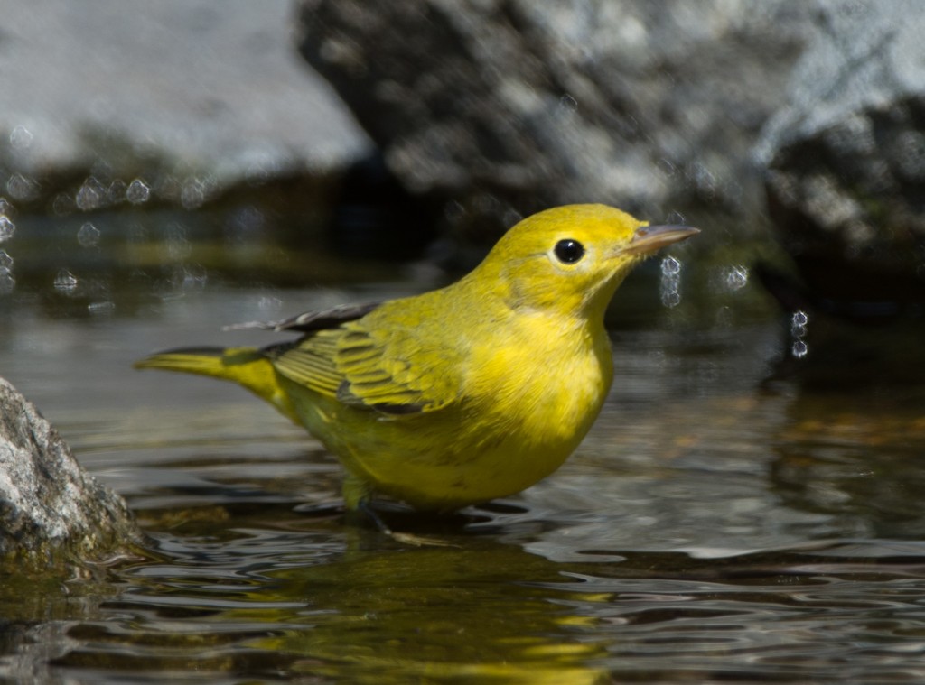 20130731-Warbler, Yellow   20130731 006_