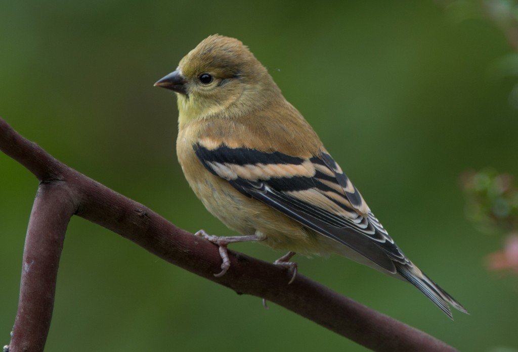 Juvenile American Goldfinch