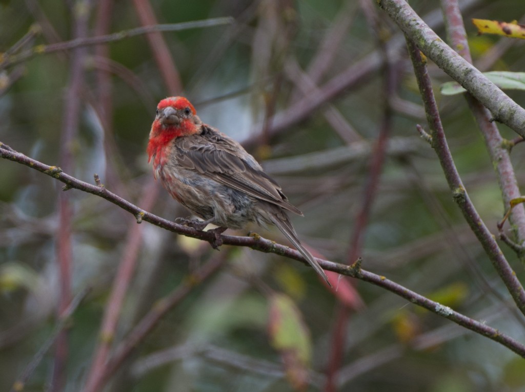 20130814-Finch, House   20130814 002_