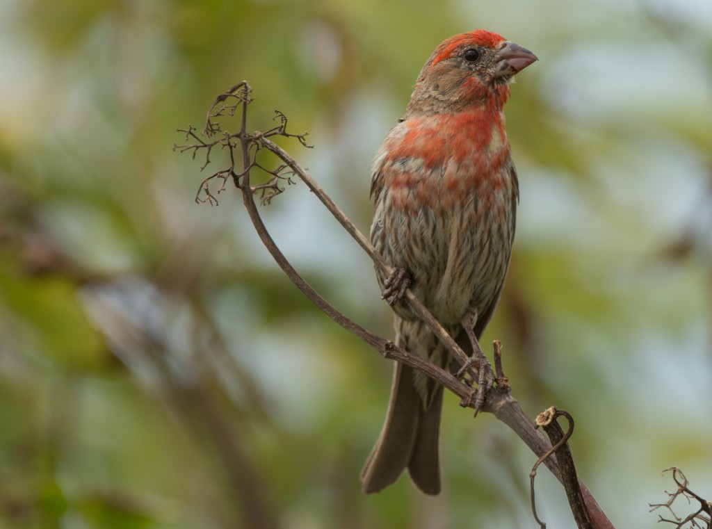 20130814-Finch, House   20130814 004_