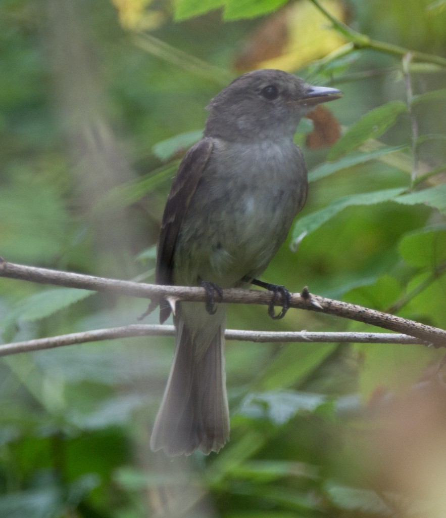 20130814-Flycatcher, Olive-sided   20130814 002_