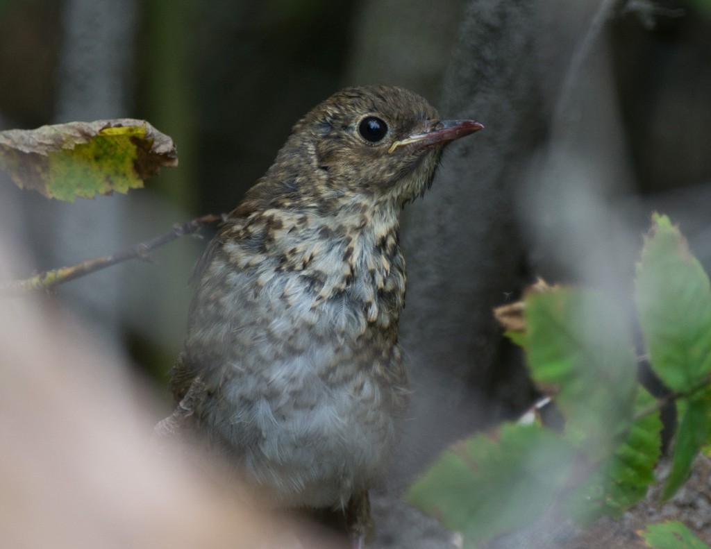 20130814-Thrush, Swainson's   20130814 001_