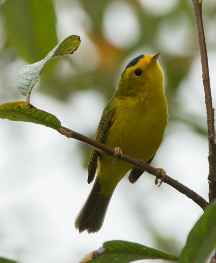 20130814-Warbler, Wilson's   20130814 001_