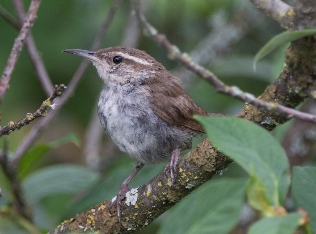 20130814-Wren, Bewick's   20130814 007_