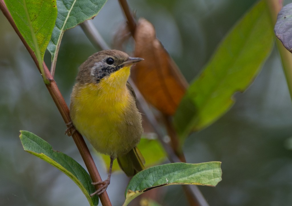 20130814-Yellowthroat, Common   20130814 006_