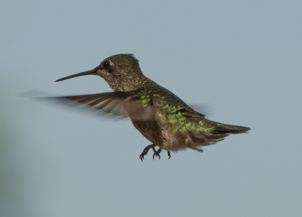 Anna's hummingbird