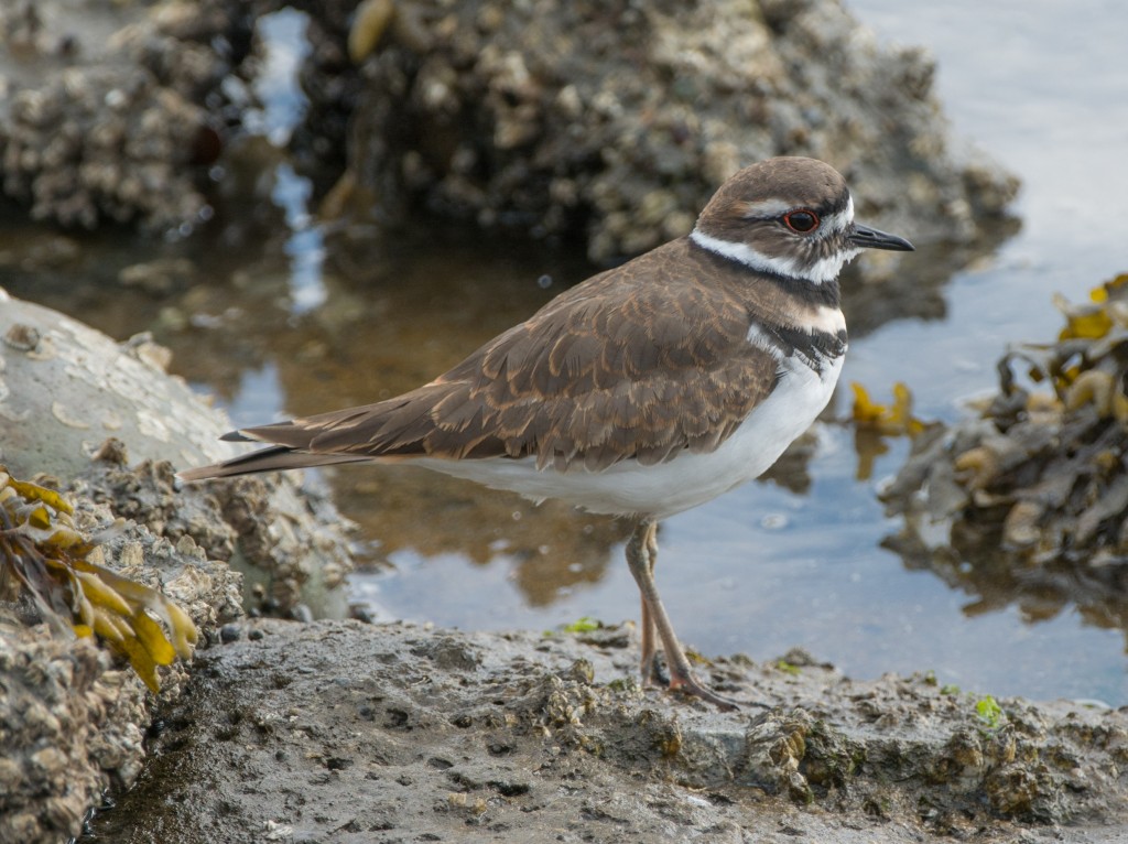 20130921-Killdeer  20130921004