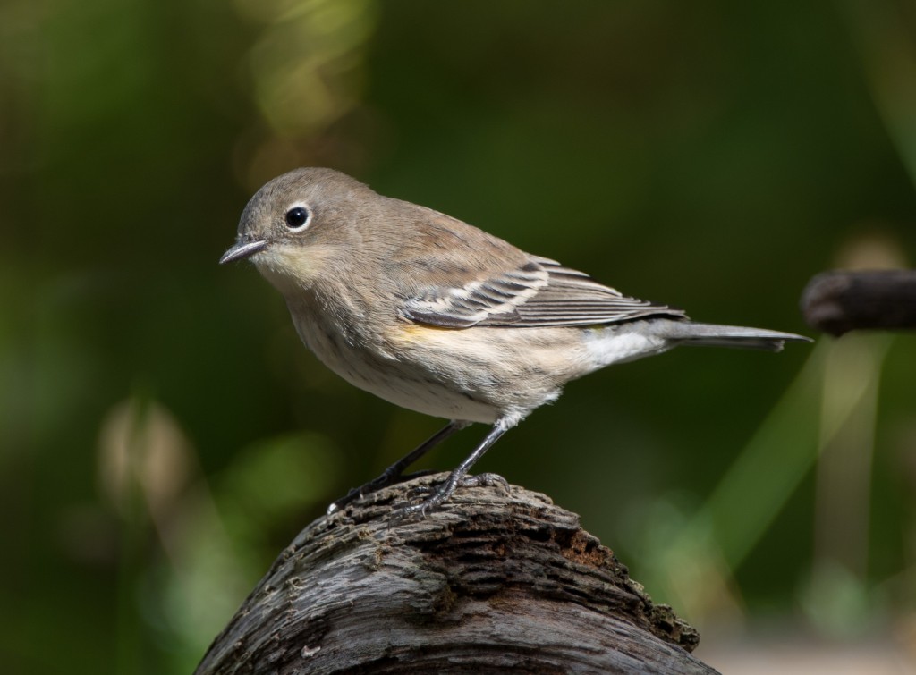 20130921-Warbler, Yellow-rumped  20130921009