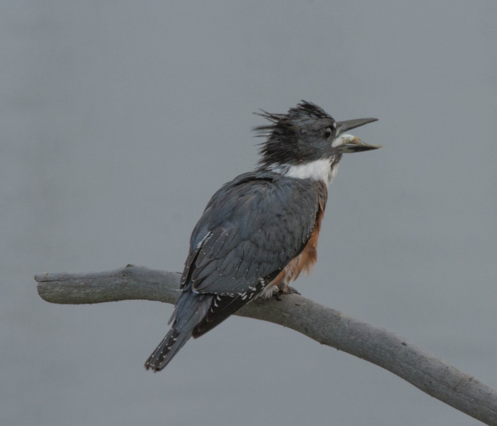 Kingfisher, Belted  131022-01 20131022-01