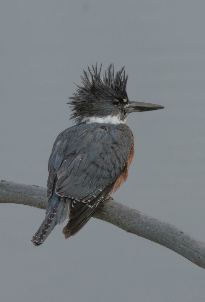 Kingfisher, Belted  131022-03 20131022-02