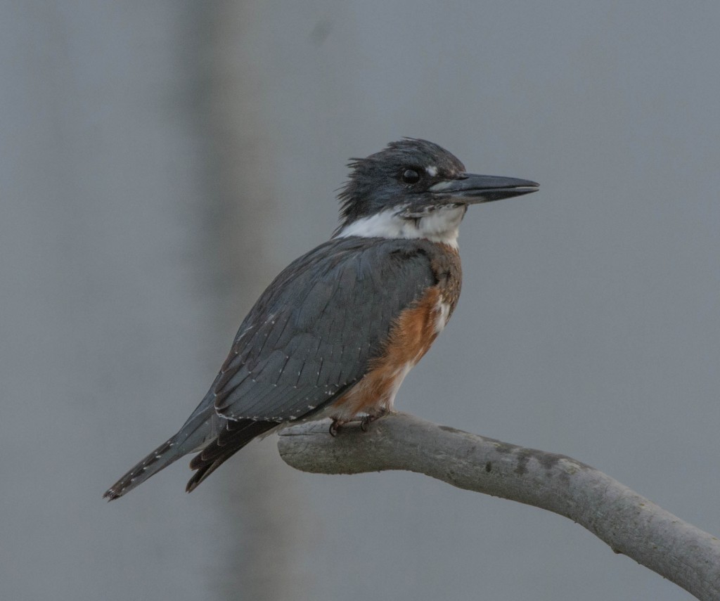 Kingfisher, Belted  131022-06 20131022-03