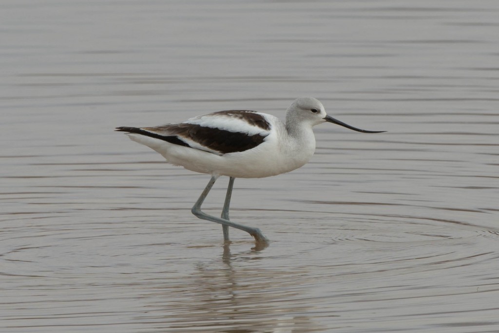 Avocet, American  20131113-05 20131113-04