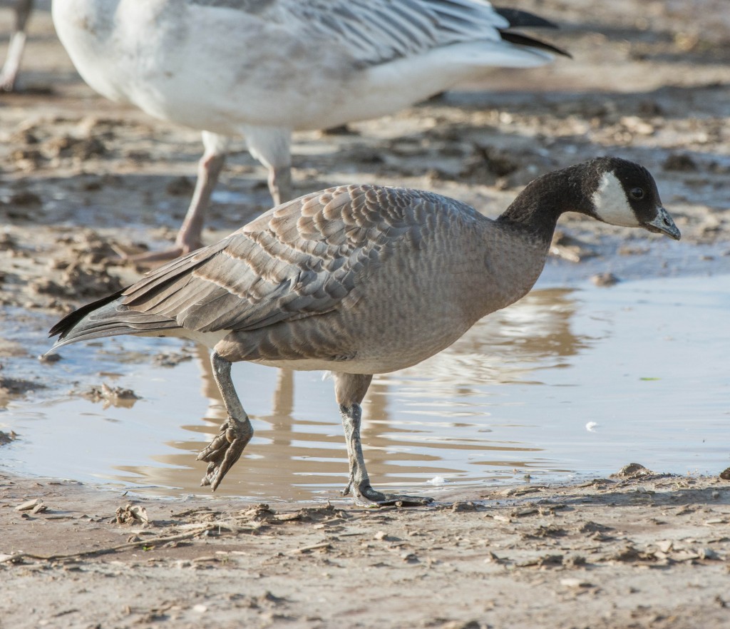 Goose, Cackling  20131108-01 20131108-01