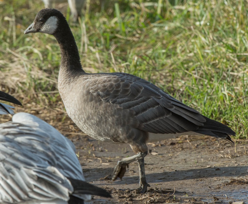 Goose, Cackling  20131108-02 20131108-02