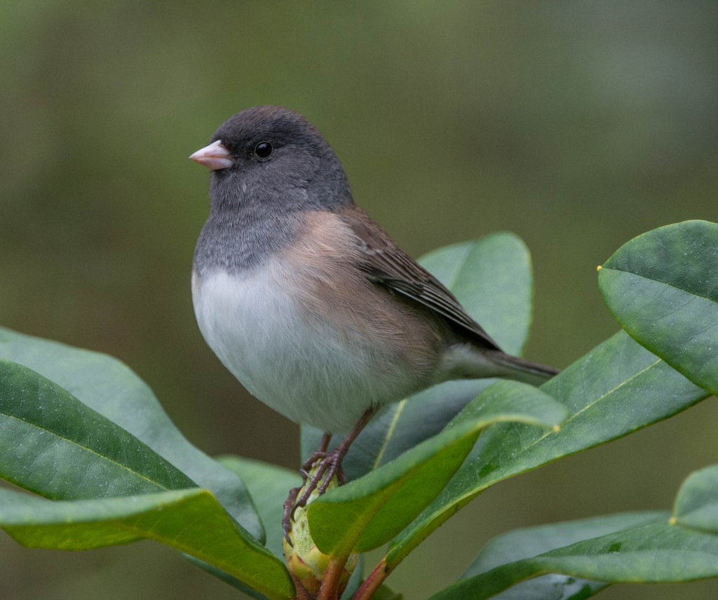 Junco, Dark-eyed - Oregon  20131110-01 20131110-02