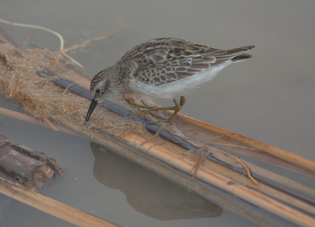 Sandpiper, Lesser  20131113-02 20131113-02