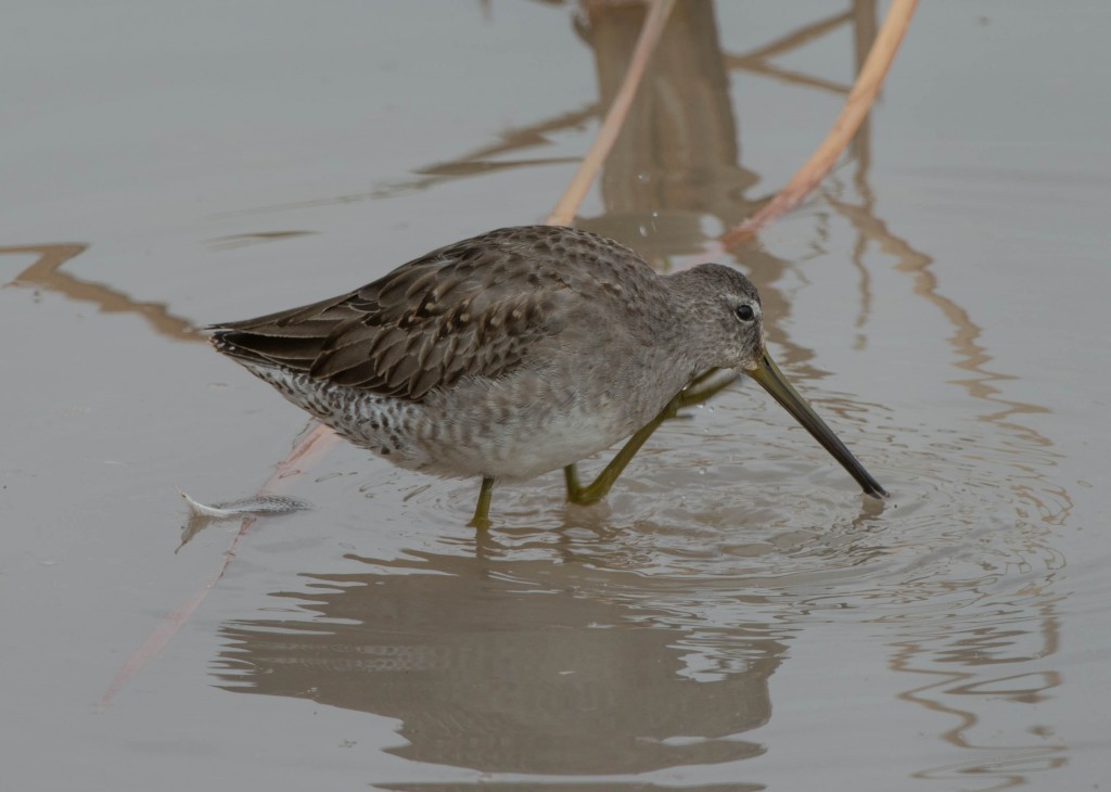 Snipe, Wilson's  20131113-03 20131113-01