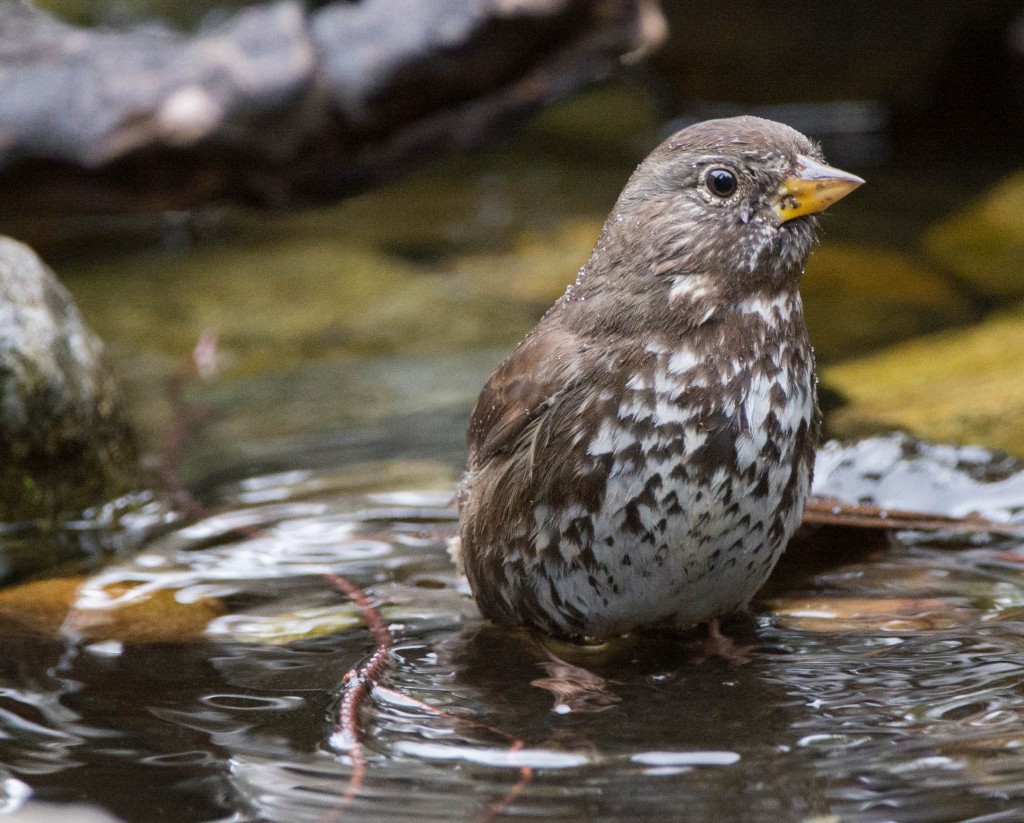 Sparrow, Fox  20131110-06 20131110-03