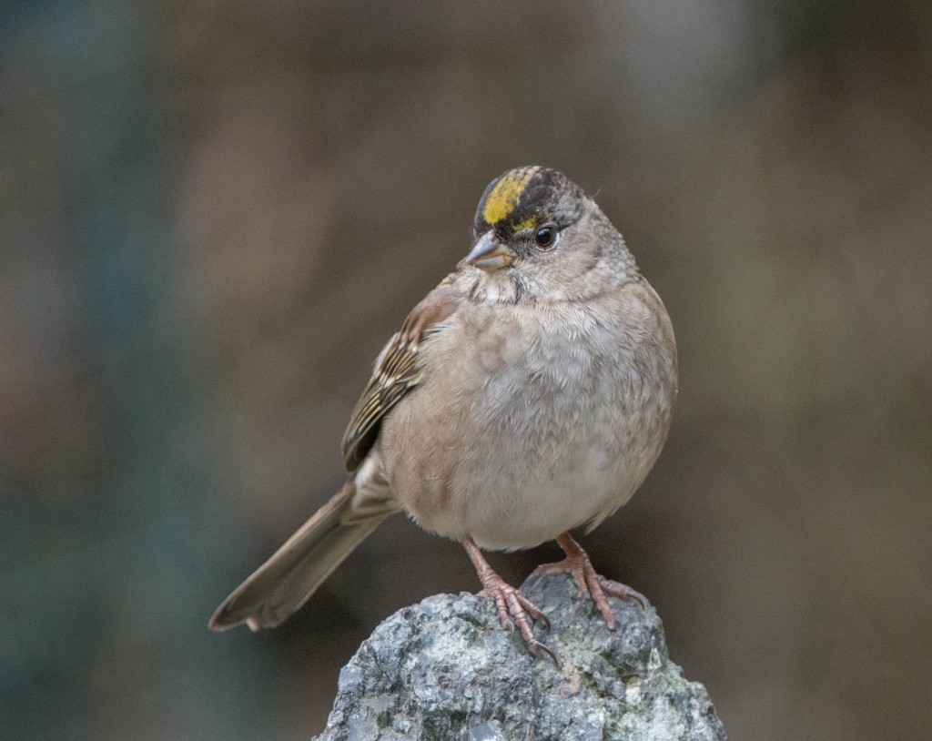 Sparrow, Golden-crowned  20131110-01 20131110-01