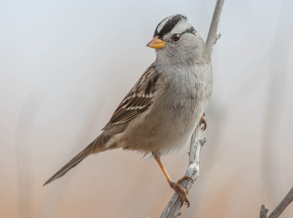 Sparrow, White-crowned  20131113-06 20131113-01