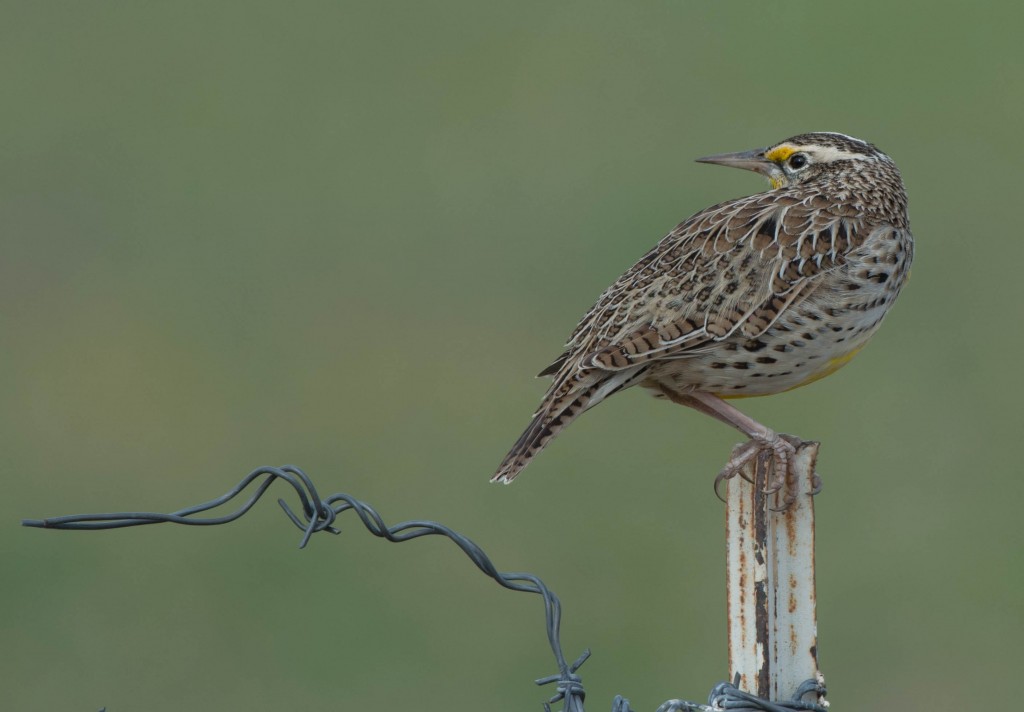 meadowlark 20131113-03 20131113-01