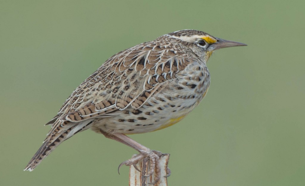 meadowlark 20131113-08 20131113-01