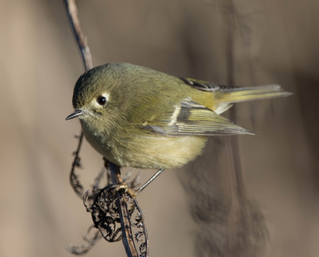 Kinglet, Ruby-crowned  20131204-04 20131204-01