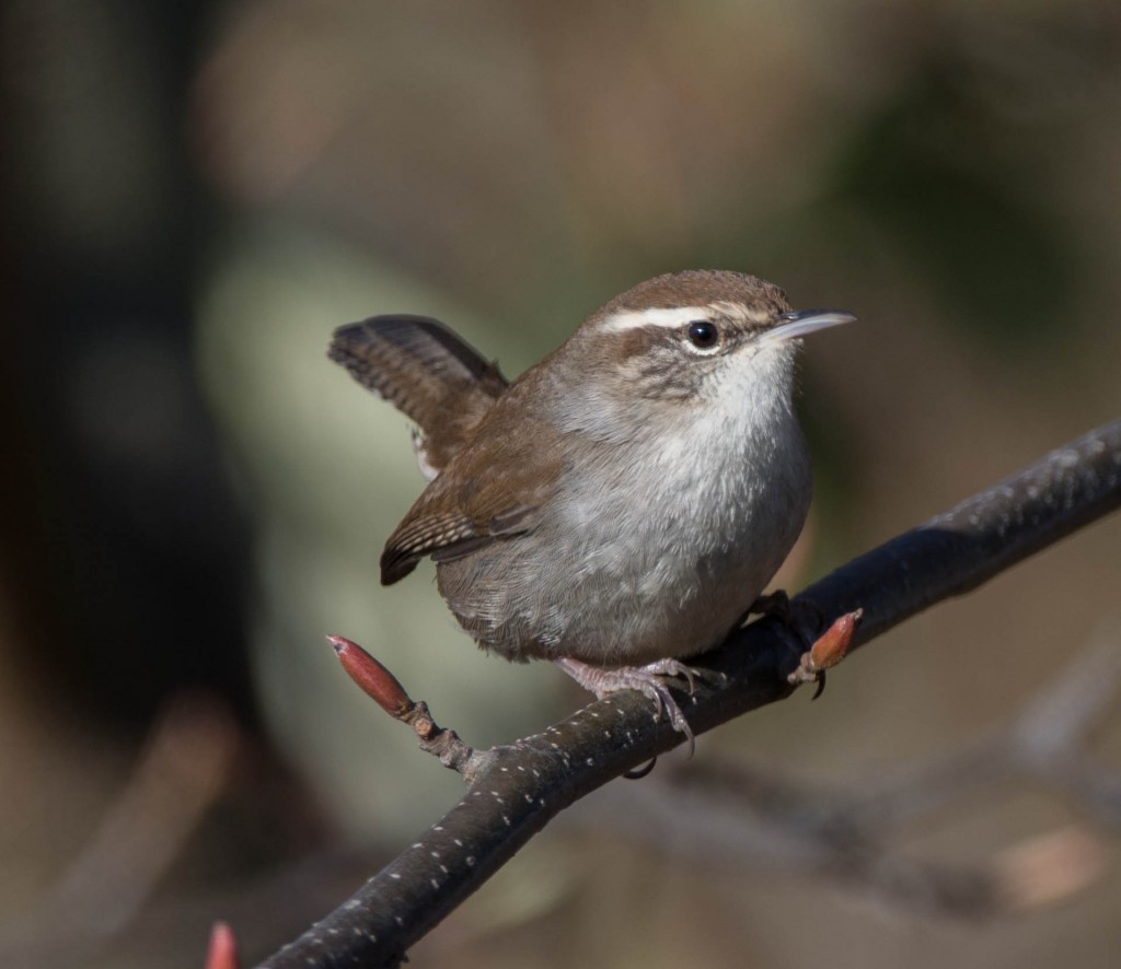 Wren, Bewick's  20131204-03 20131204-02