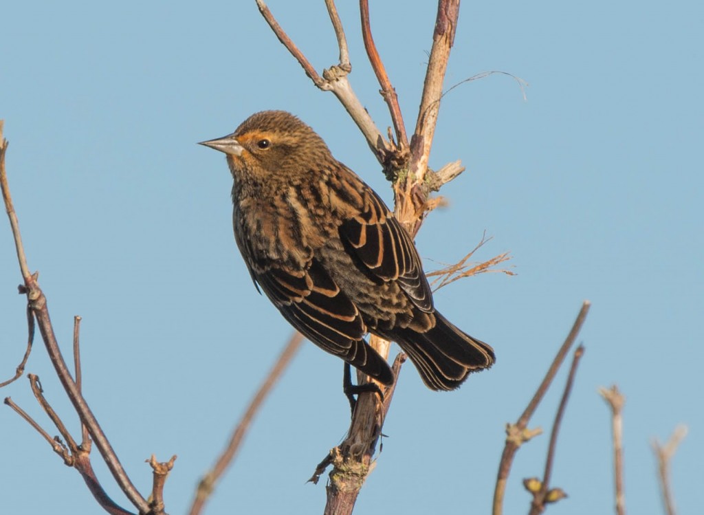 Female Red-Winged Blackbird 