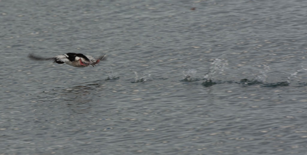 Bufflehead  20140103-04