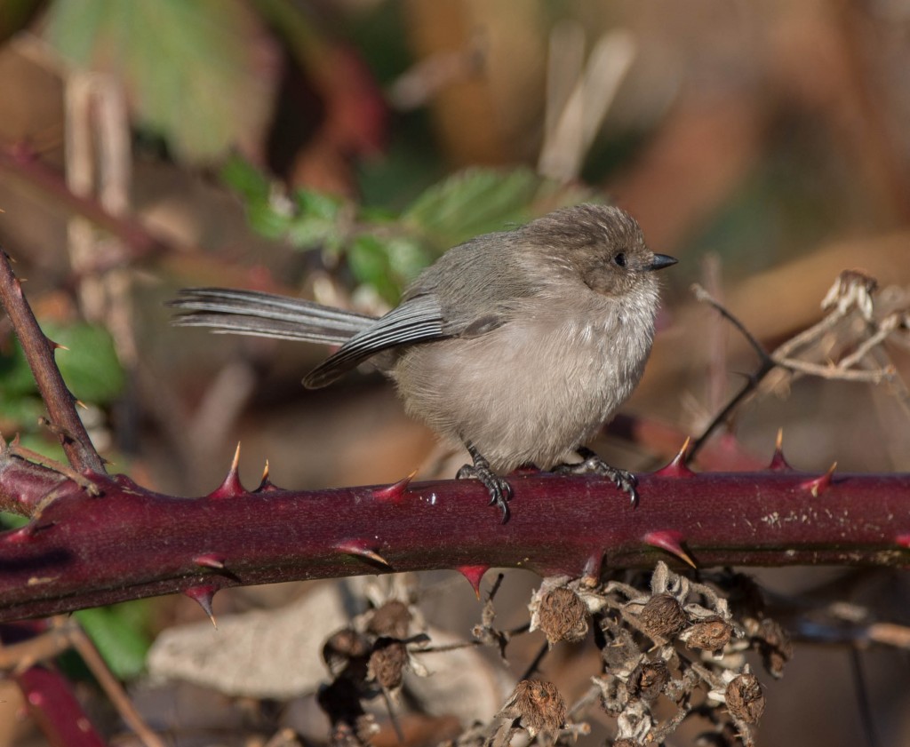 Bushtit  20140116-09