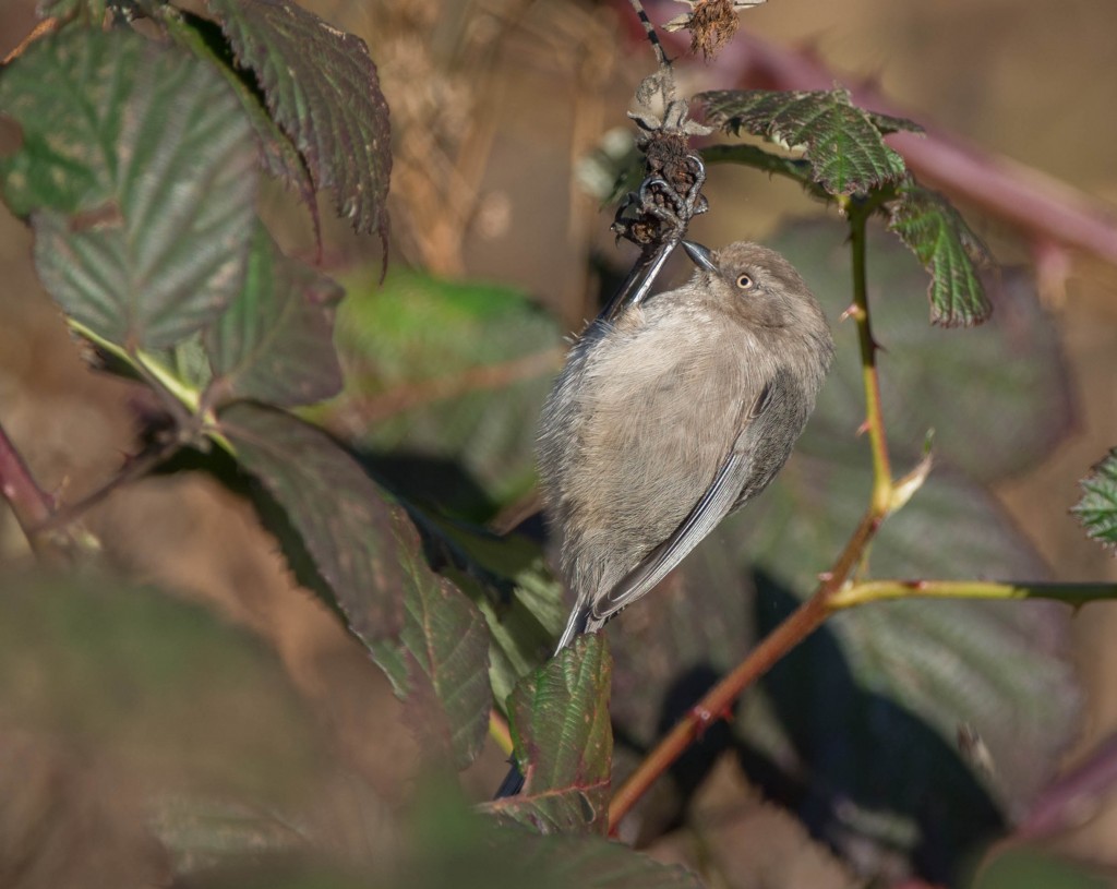 Bushtit  20140116-17