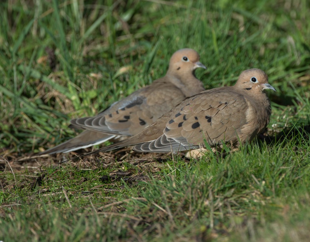 Mourning Doves 