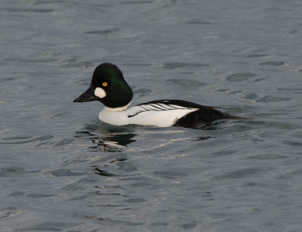 Goldeneye, Common  20140103-02