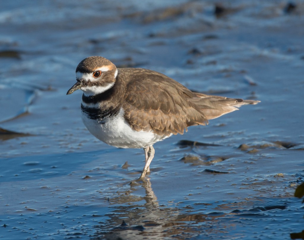 Killdeer  20140105-06