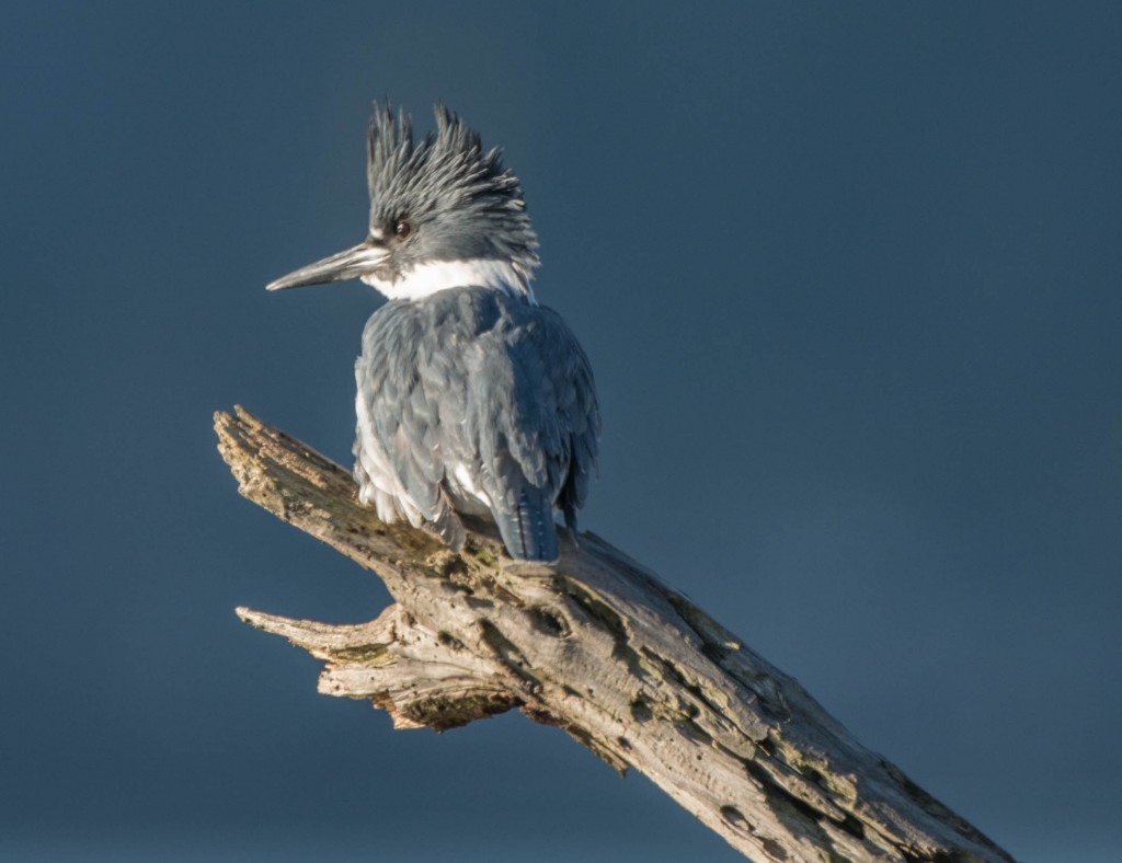 Kingfisher, Belted  20140116-04