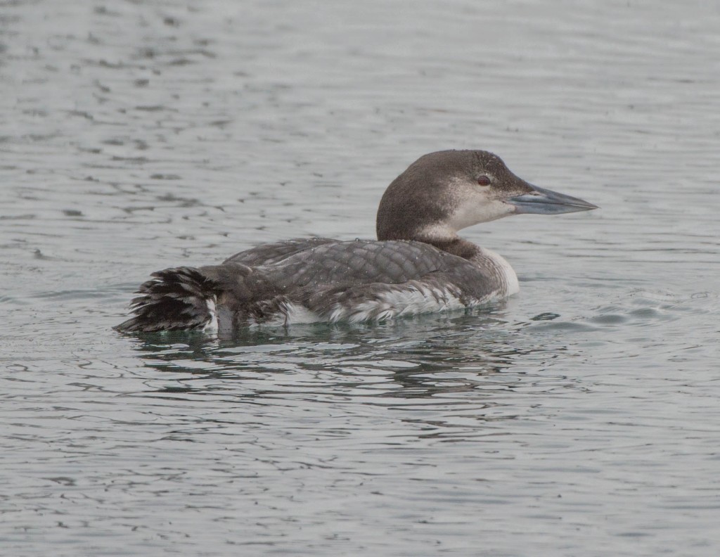 Common Loon