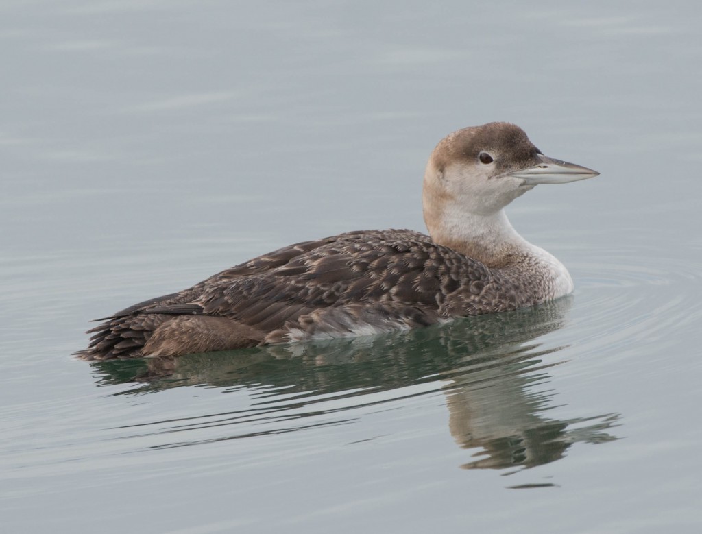 Common Loon at March's Point