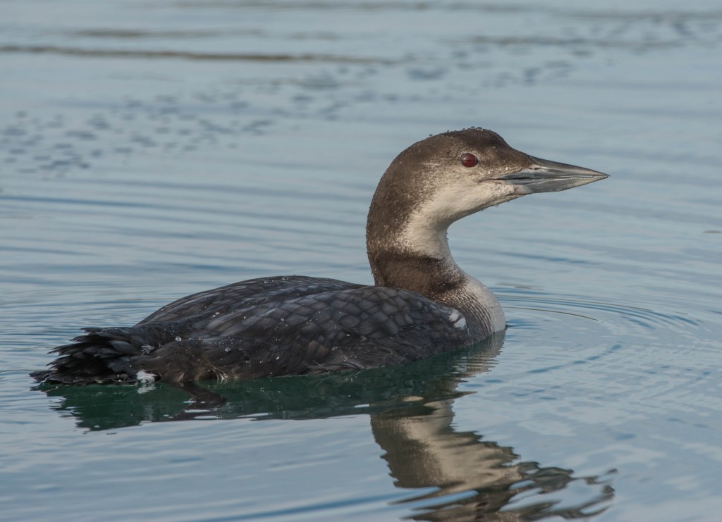 Loon, Common  20140116-04