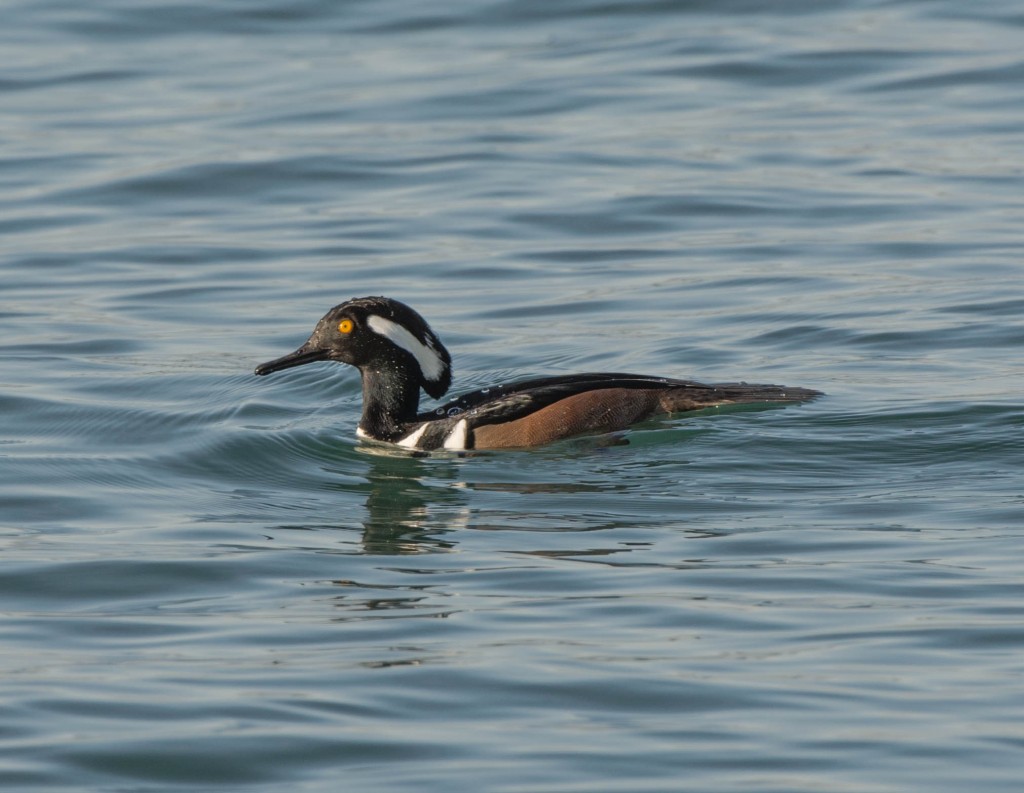 Merganser, Common  20140115-01