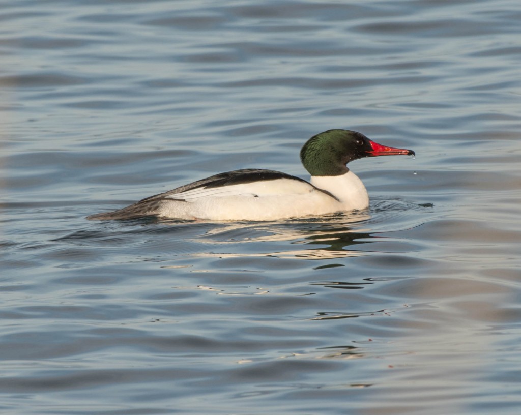 Merganser, Common  20140115-04