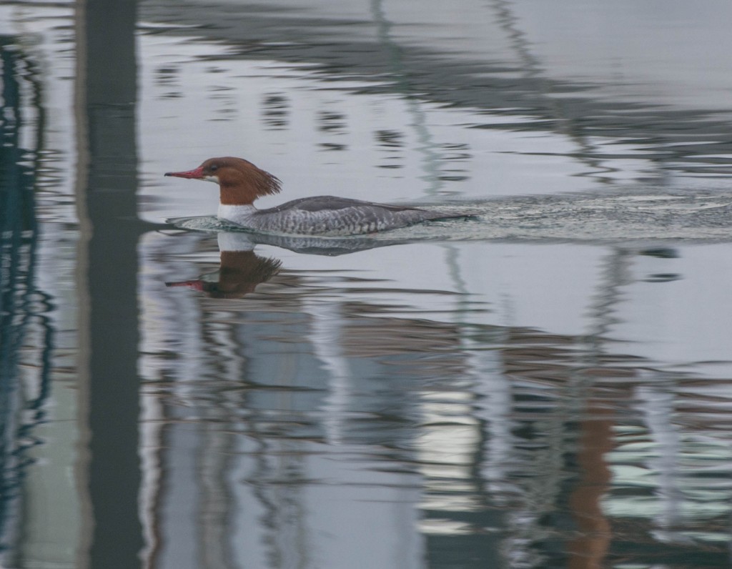 Merganser, Common  20140116-05