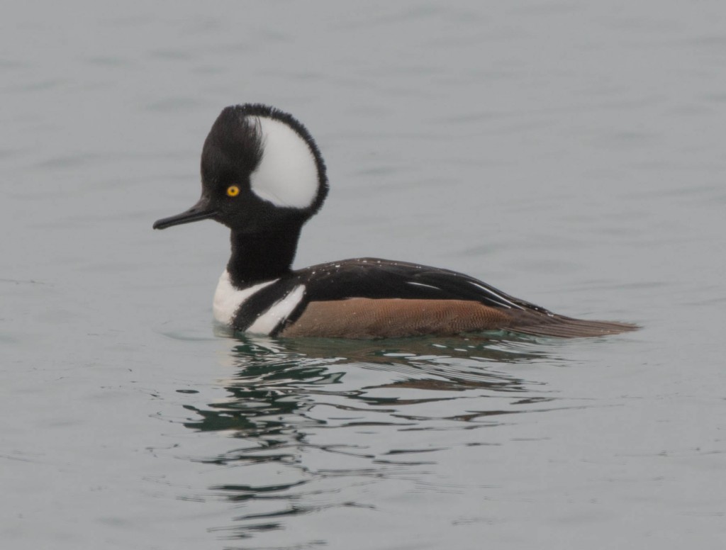 Male Hooded Merganser at March's Point