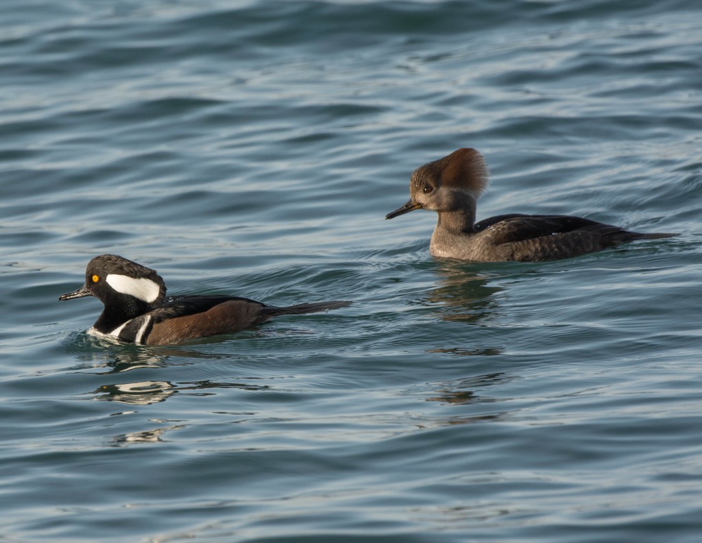 Merganser, Hooded  20140115-04